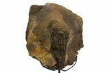 Fossil Dinosaur Sacrum Section w/ Metal Stand - South Dakota #331119-1